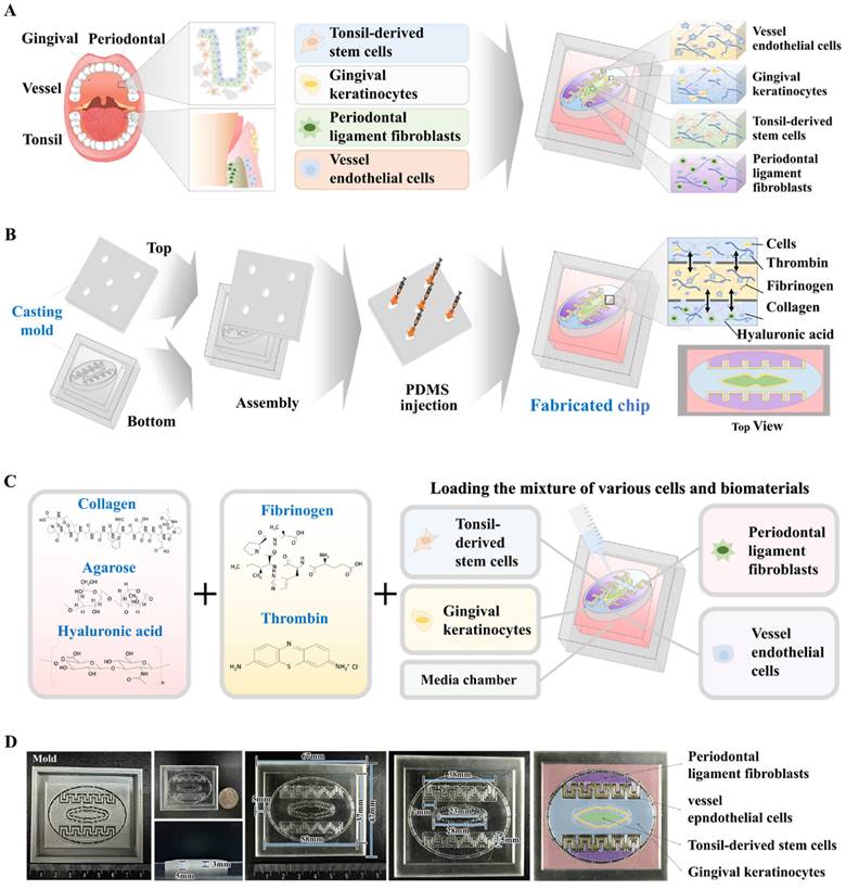 Int J Biol Sci Image