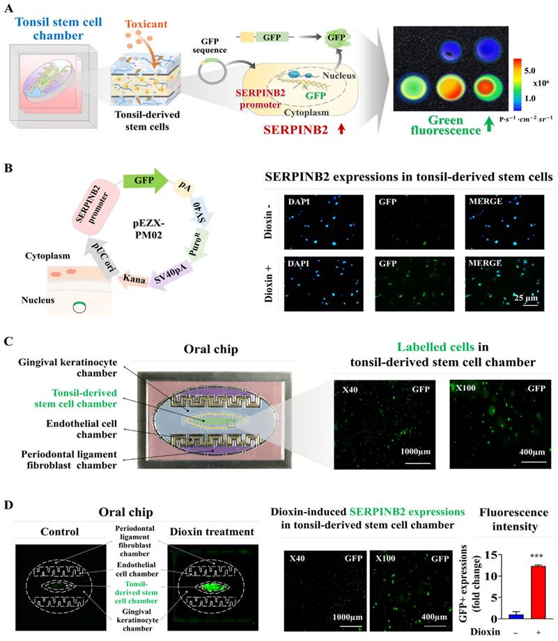 Int J Biol Sci Image