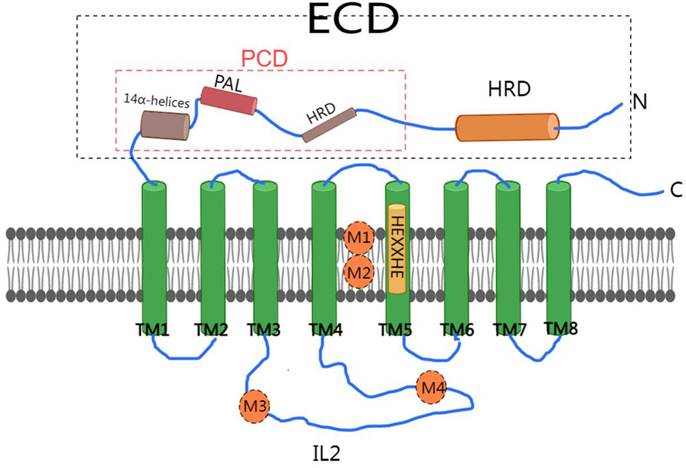 Int J Biol Sci Image