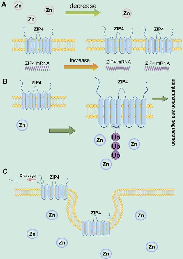 Int J Biol Sci Image