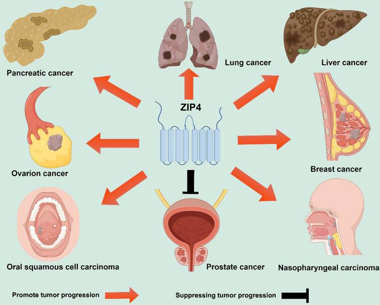 Int J Biol Sci Image