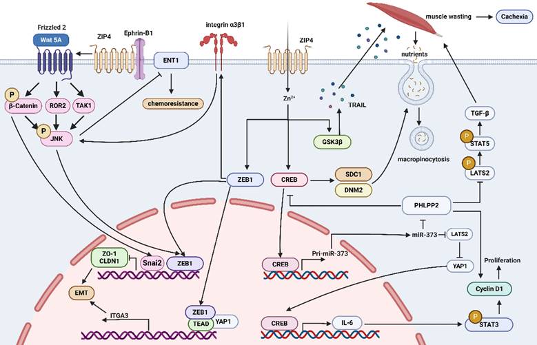 Int J Biol Sci Image