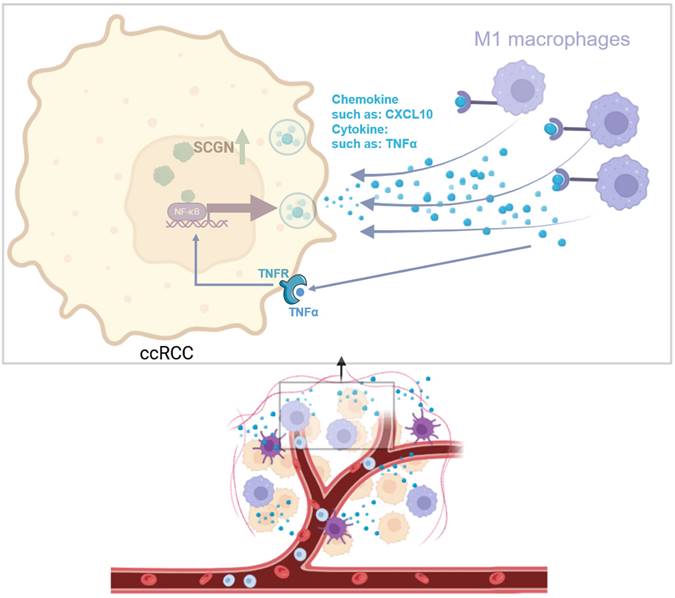 Int J Biol Sci Image