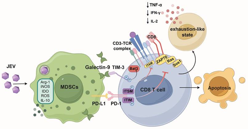 Int J Biol Sci Image