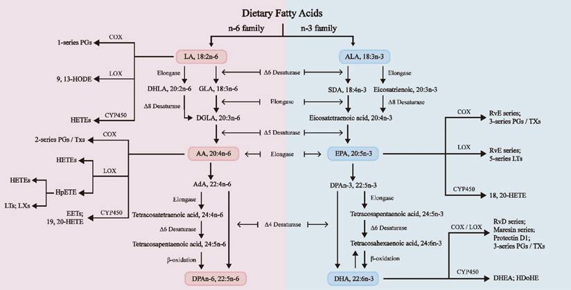 Int J Biol Sci Image