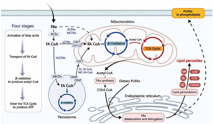 Int J Biol Sci Image