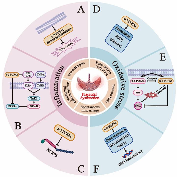 Int J Biol Sci Image