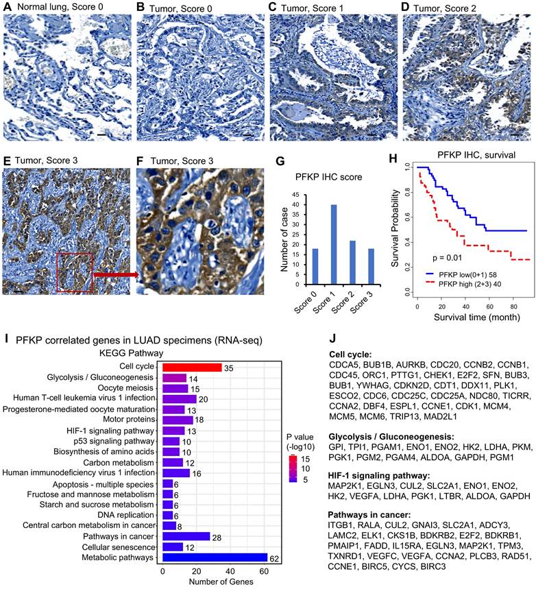 Int J Biol Sci Image