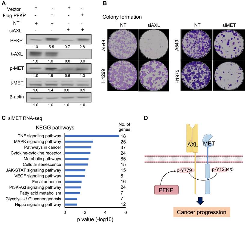 Int J Biol Sci Image