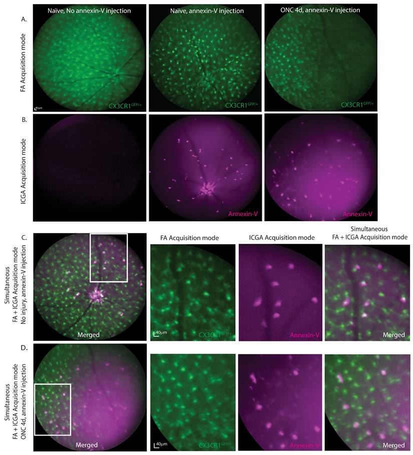 Int J Biol Sci Image