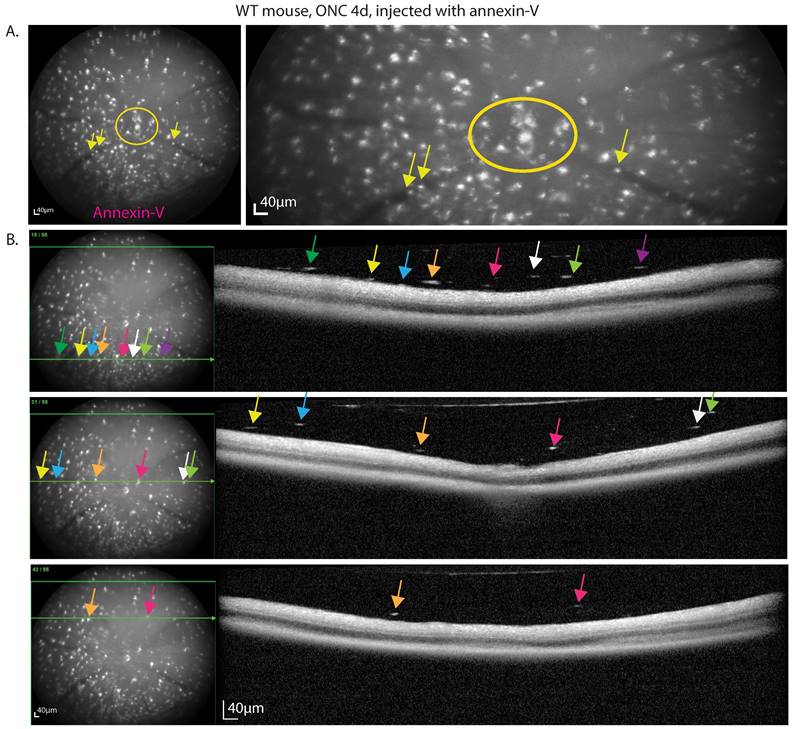 Int J Biol Sci Image