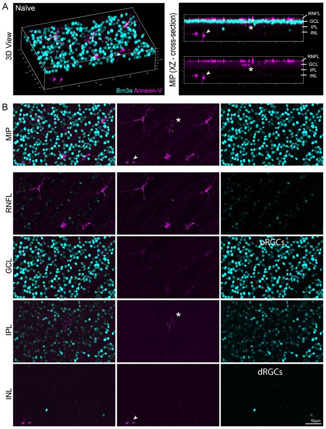 Int J Biol Sci Image