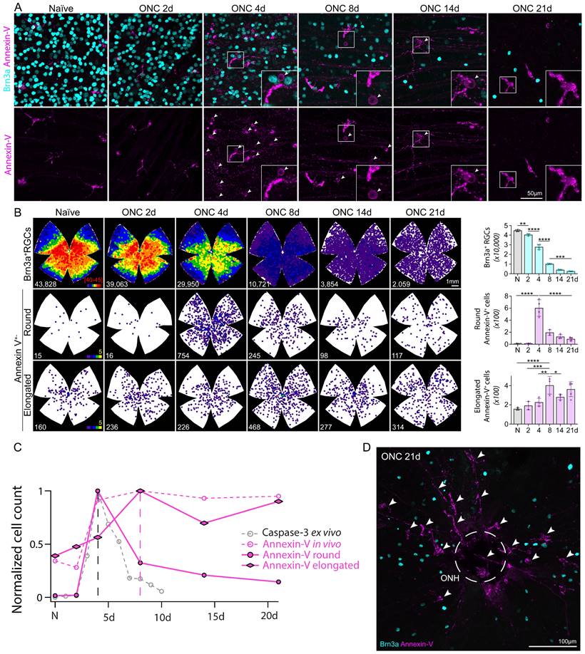 Int J Biol Sci Image