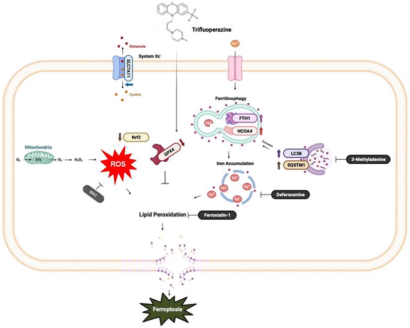 Int J Biol Sci Image