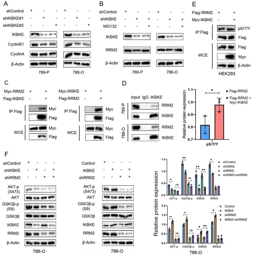 Int J Biol Sci Image