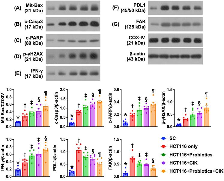 Int J Biol Sci Image