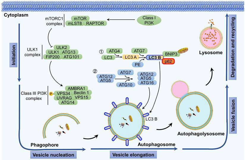 Int J Biol Sci Image