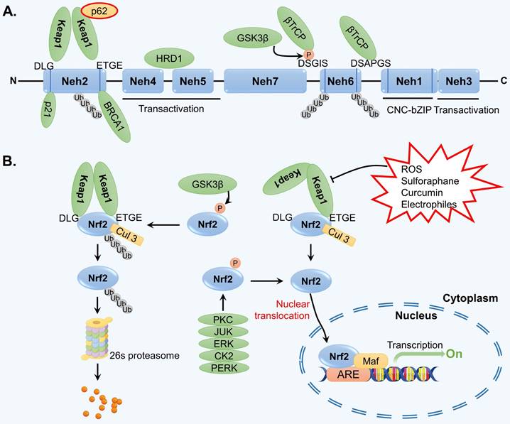 Int J Biol Sci Image