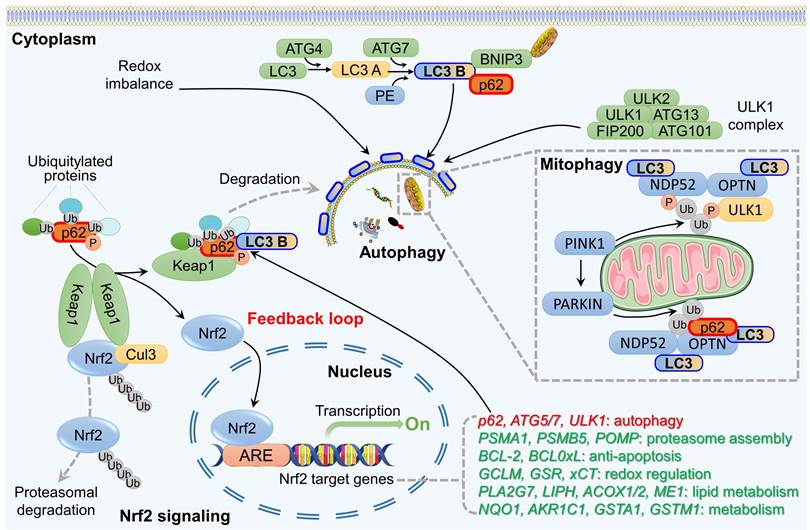 Int J Biol Sci Image