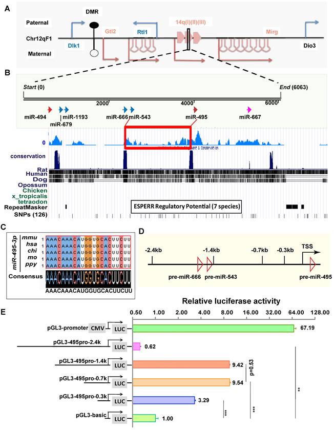 Int J Biol Sci Image