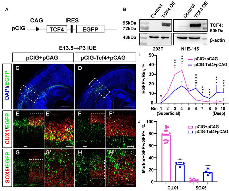 Int J Biol Sci Image