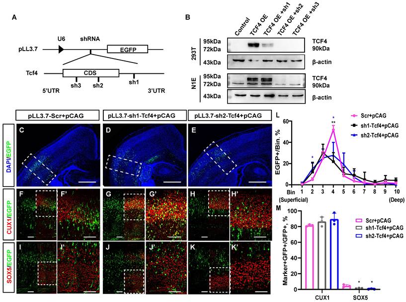 Int J Biol Sci Image