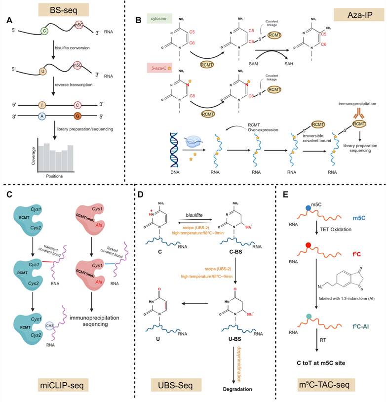 Int J Biol Sci Image