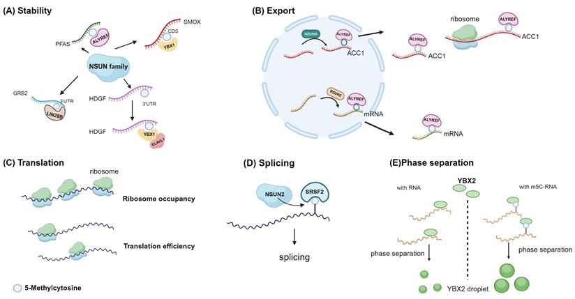 Int J Biol Sci Image