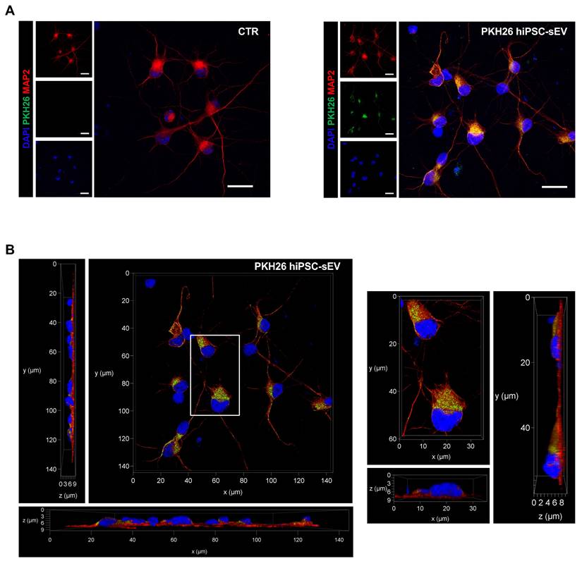 Int J Biol Sci Image