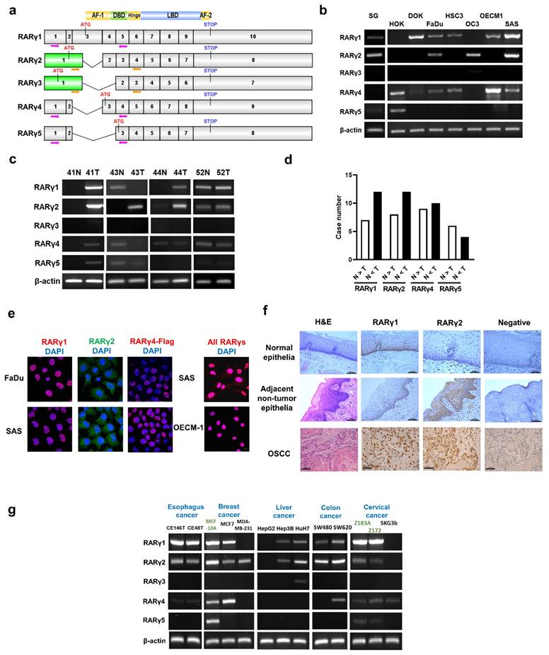 Int J Biol Sci Image