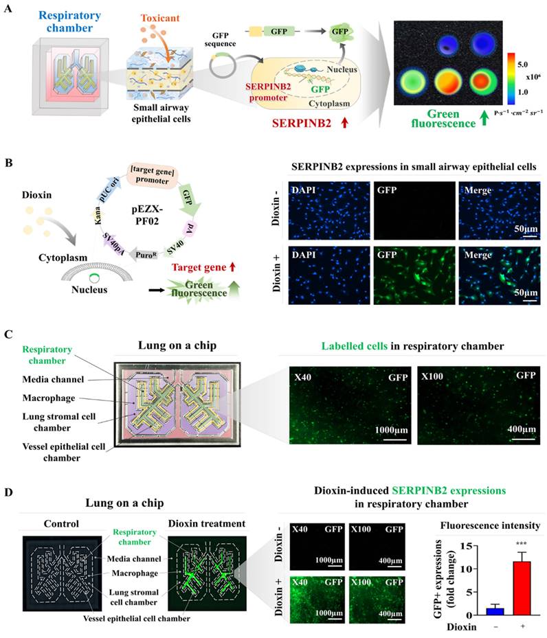 Int J Biol Sci Image