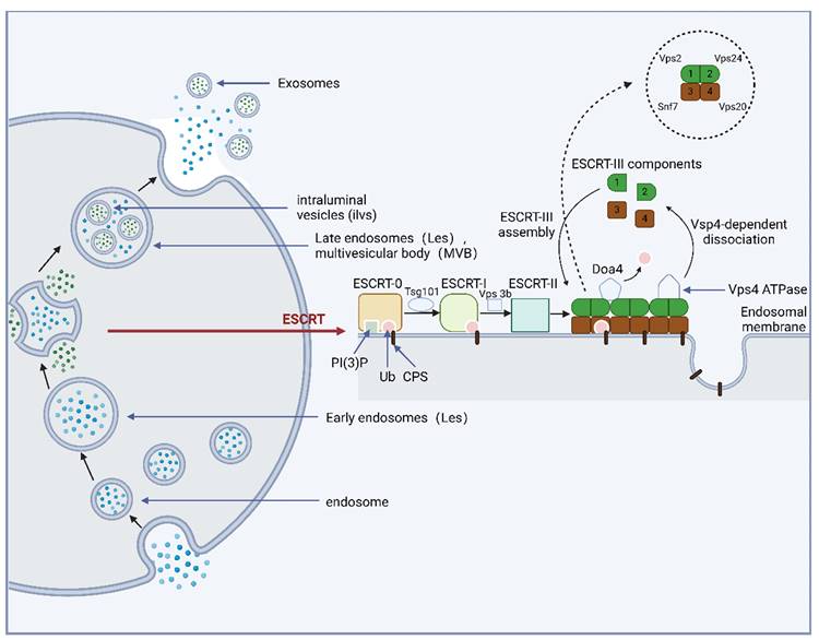 Int J Biol Sci Image