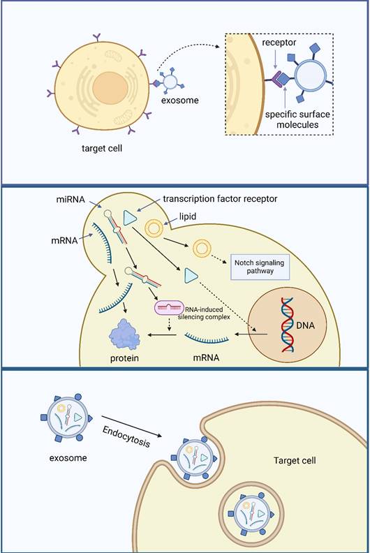 Int J Biol Sci Image