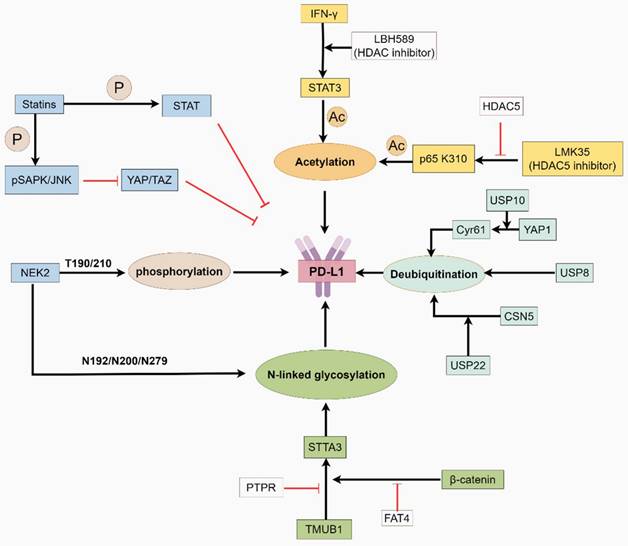 Int J Biol Sci Image