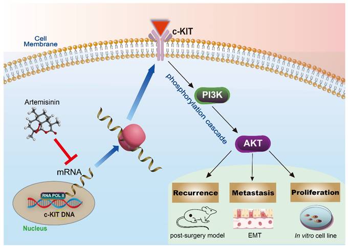 Int J Biol Sci Image