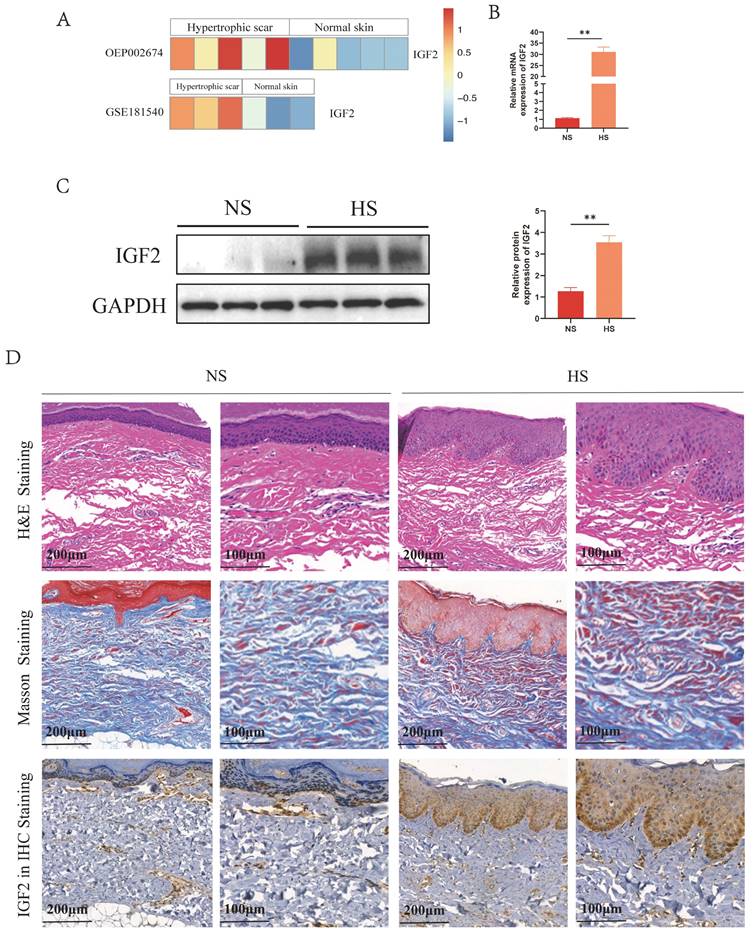 Int J Biol Sci Image