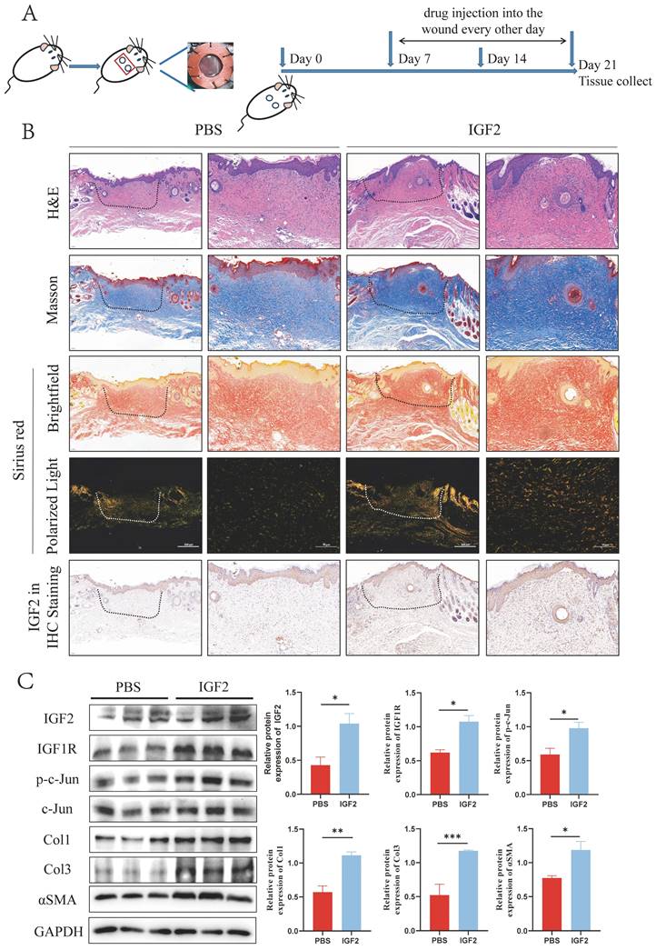 Int J Biol Sci Image