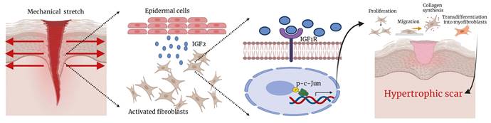 Int J Biol Sci Image