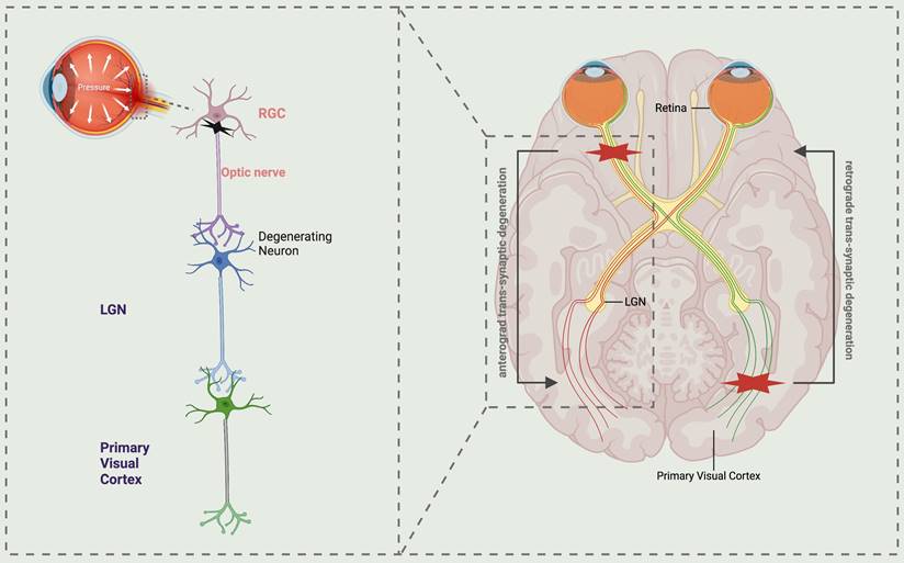 Int J Biol Sci Image