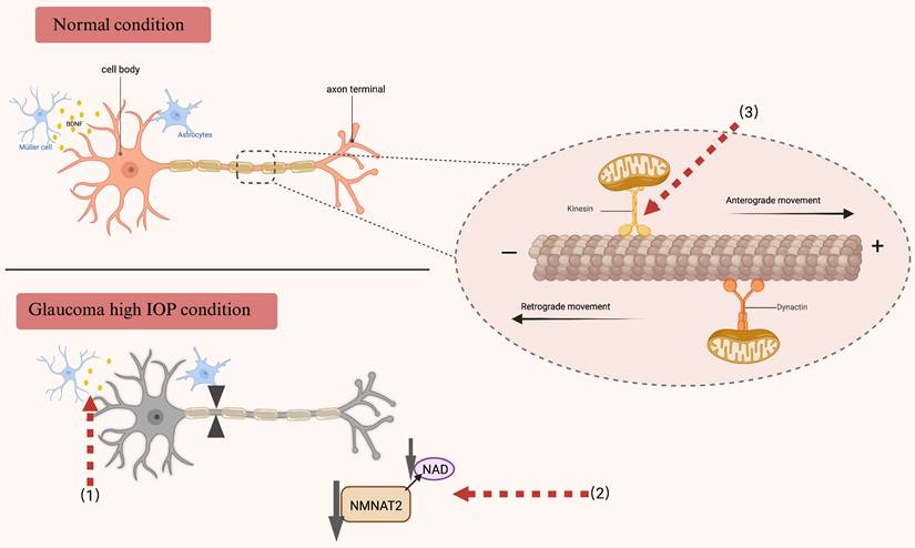 Int J Biol Sci Image