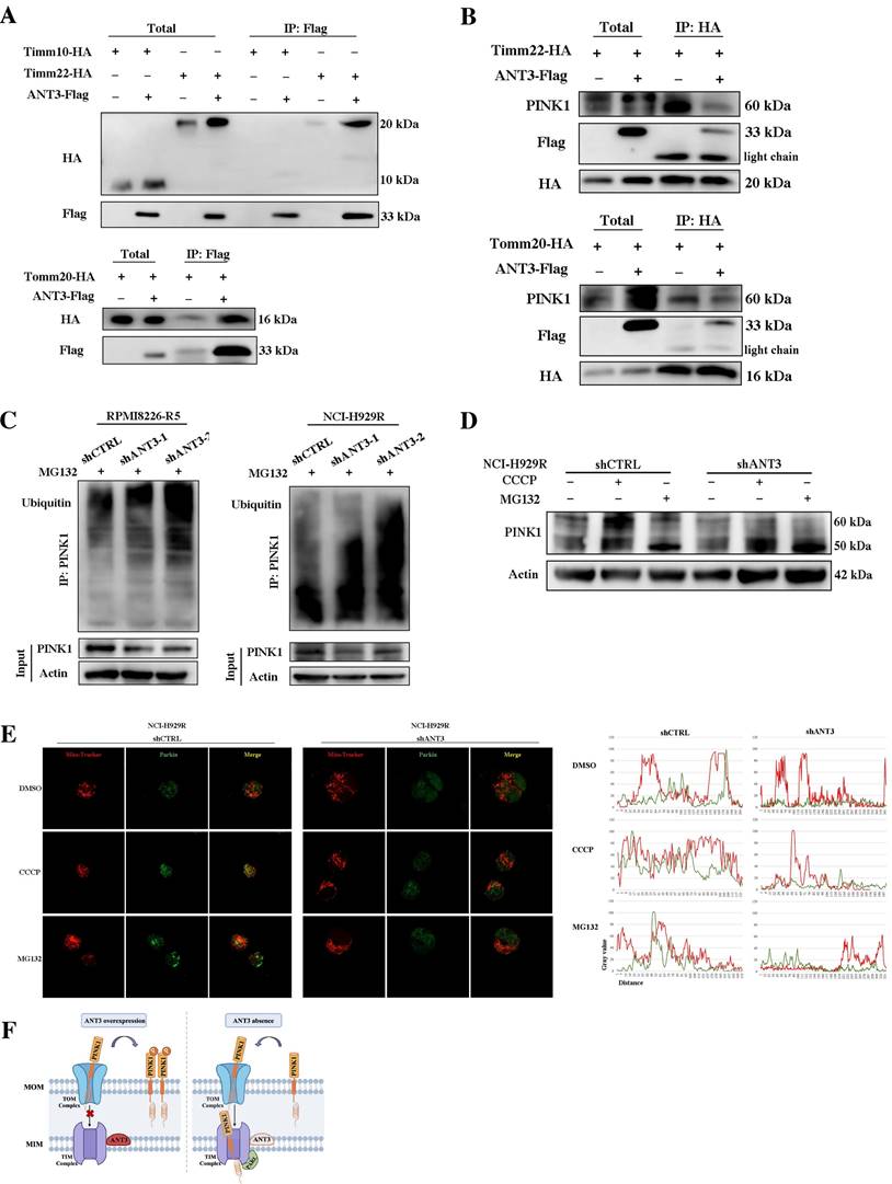 Int J Biol Sci Image