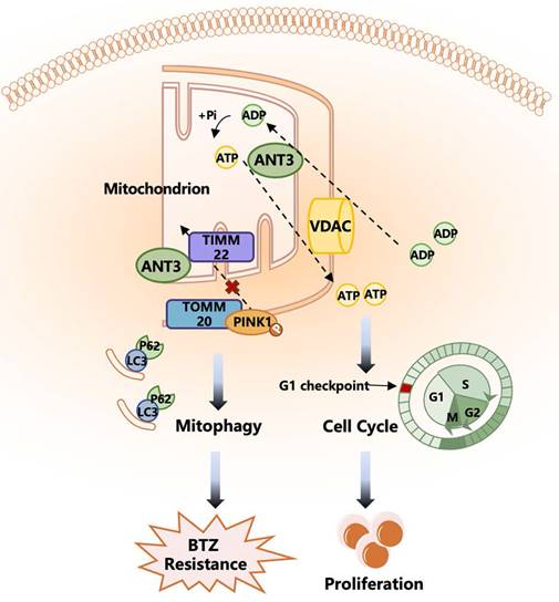 Int J Biol Sci Image