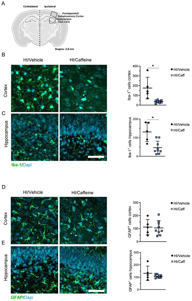 Int J Biol Sci Image