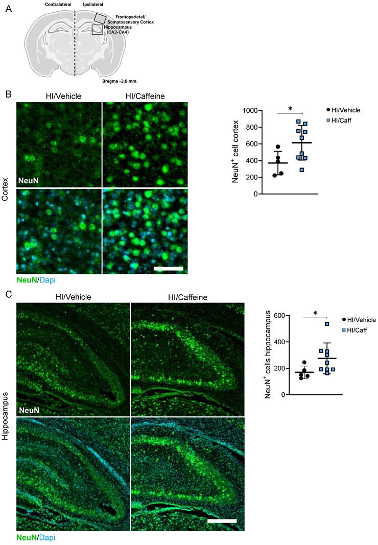 Int J Biol Sci Image