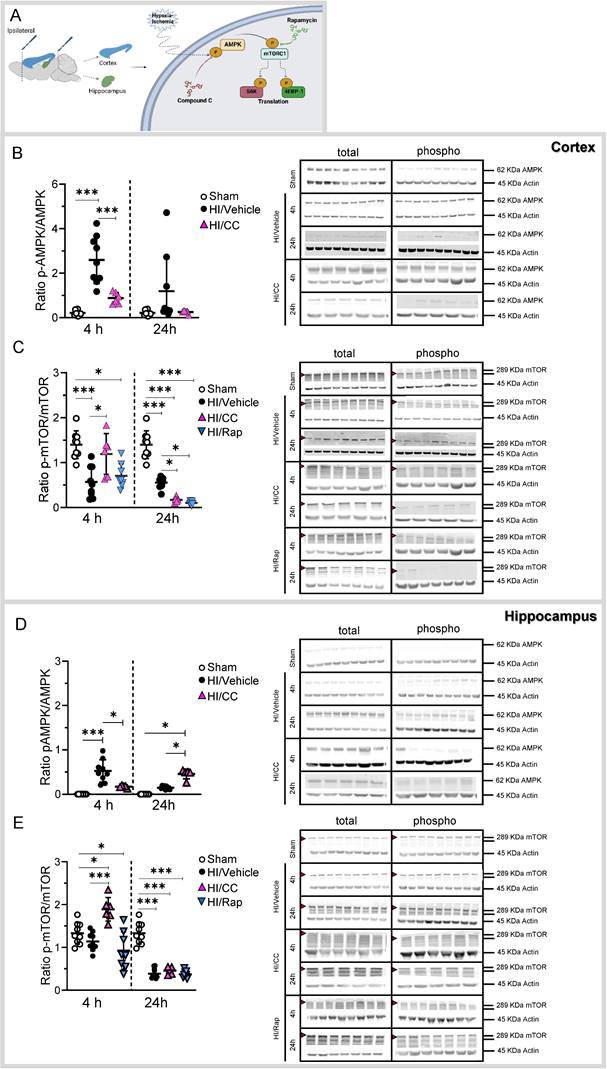 Int J Biol Sci Image