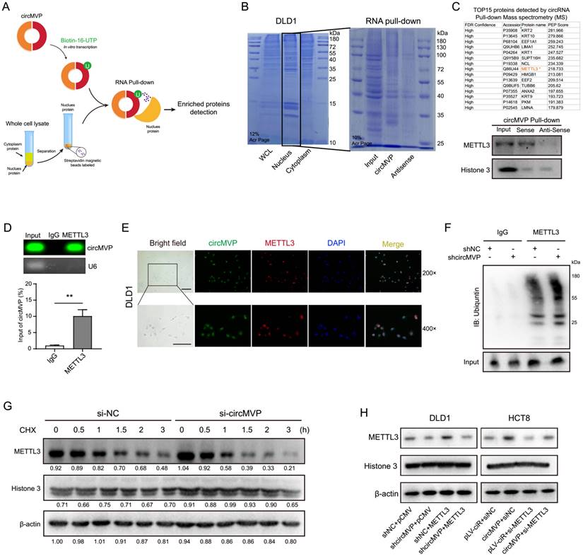 Int J Biol Sci Image