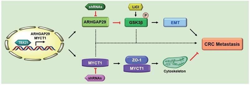 Int J Biol Sci Image