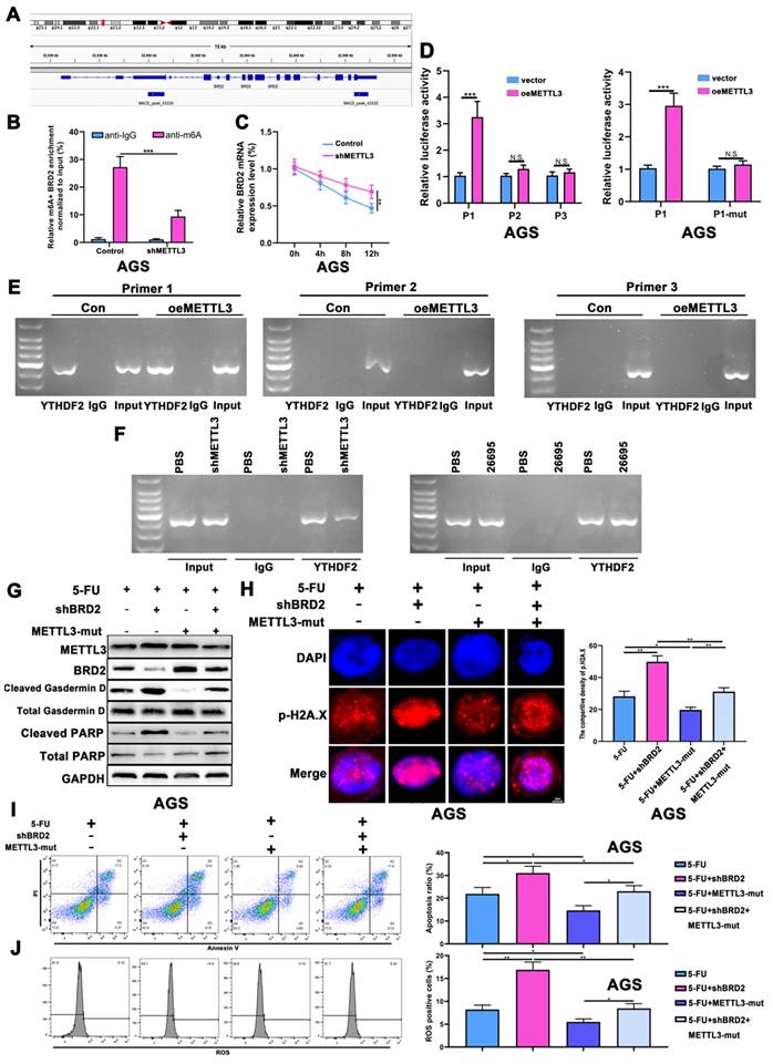 Int J Biol Sci Image