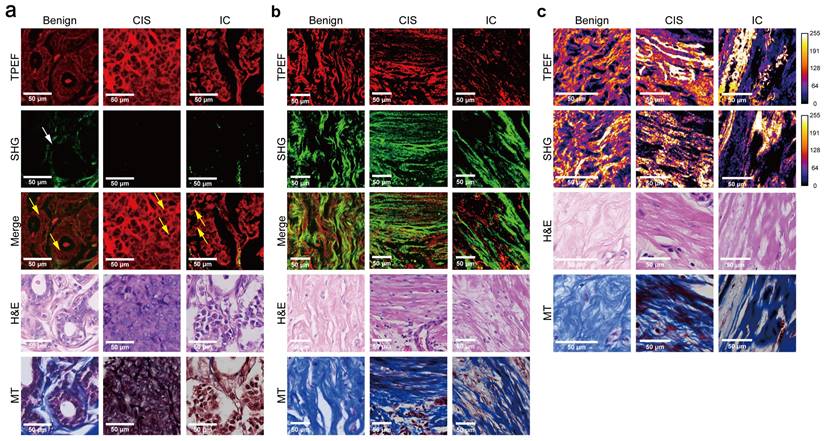 Int J Biol Sci Image