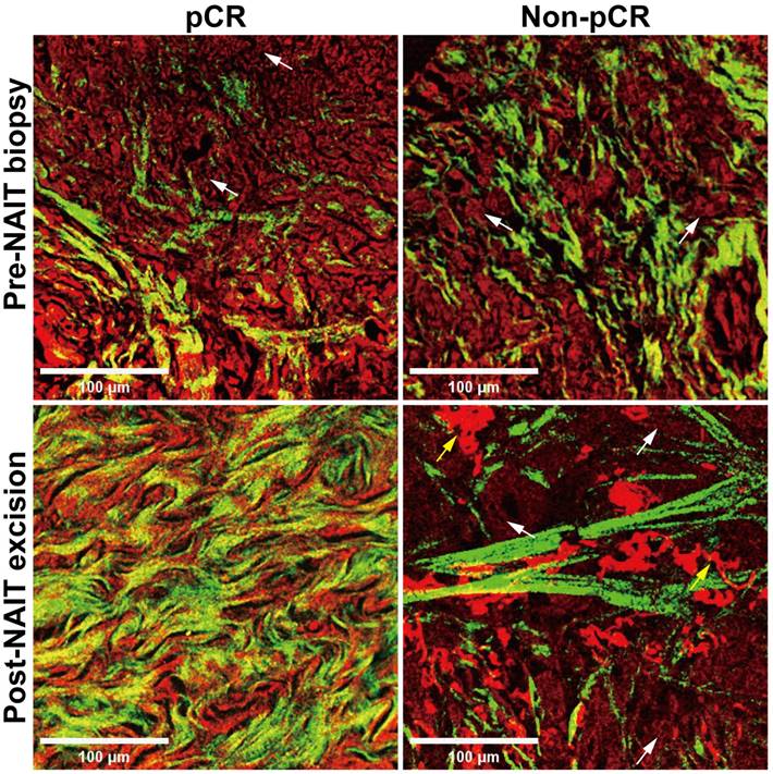 Int J Biol Sci Image